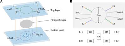 Transendothelial electrical resistance measurement by a microfluidic device for functional study of endothelial barriers in inflammatory bowel disease